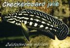 Checkerboard Julie, (Julidochromis marlieri), Cichlids, Cichlidae, Lake Tanganyika, Africa, AABD02_018