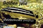 Cichlids, Cichlidae, Lake Tanganyika, Africa, AABD02_020