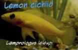 Lemon Cichlid, Lamprologus leleupi, Tanganyika Cichlids, Lake Chad, Africa