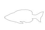 Cyprichromis leptosoma kitumbaoutline outline, line drawing, shape, AABD02_022O