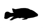 Lemon Cichlid silhouette, (Lamprologus leleupi), Cichlids, Cichlidae, Lake Tanganyika, Africa, logo, shape, AABD02_023M