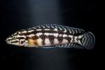 Checkerboard Julie (Julidochromis marlieri), Cichlids, Cichlidae, Lake Tanganyika, AABD02_025