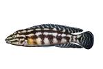 Checkerboard Julie photo-object, (Julidochromis marlieri), Cichlids, Cichlidae, Lake Tanganyika, Africa, AABD02_025F