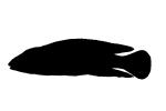 Checkerboard Julie silhouette, Julidochromis marlieri, logo, shape, AABD02_025M