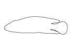Checkerboard Julie outline, (Julidochromis marlieri), Cichlids, Cichlidae, Lake Tanganyika, Africa, line drawing, shape