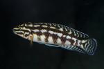 Checkerboard Julie, (Julidochromis marlieri), Perciformes, Lake Tanganyika, Africa, AABD02_026