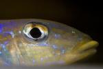 Eye, Cichlids, Cichlidae, Lake Tanganyika, Africa, AABD02_027