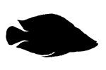 Pearly Calvus Silhouette, (Altolamprologus calvus), Perciformes, Cichlidae, Pseudocrenilabrinae, Lake Tanganyika Cichlids, shape, logo, AABD02_029M