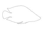 Altolamprologus calvus outline,  Perciformes, Cichlidae, Pseudocrenilabrinae, Lake Tanganyika Cichlids, line drawing, shape, AABD02_029O