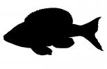 Cyprichromis leptosoma kitumba Silhouette, Cichlids, Cichlidae, Lake Tanganyika, Africa, logo, shape, AABD02_035M