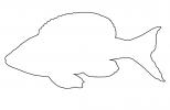 Cyprichromis leptosoma kitumba outline, line drawing, shape