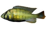 Mbipia lutea, Cichlidae, Cichlids photo-object, Lake Victoria, Africa, object, cut-out, cutout, AABD02_045F