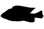 Mbipia lutea silhouette, Cichlidae, Cichlids, Lake Victoria, Africa, logo, shape, AABD02_045M