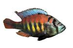 (Pundamilia nyererei), Perciformes, haplochromine, Cichlidae, Cichlids, Lake Victoria, Africa, photo-object, object, cut-out, cutout, AABD02_047F