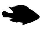 (Pundamilia nyererei) silhouette, Cichlidae, Cichlids, Lake Victoria, Africa, logo, shape
