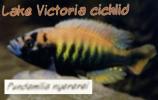 (Pundamilia nyererei), Perciformes, haplochromine, Cichlidae, Cichlids, Lake Victoria, Africa, AABD02_049