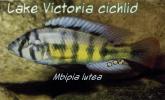 Mbipia lutea, Cichlidae, Cichlids, Lake Victoria, Africa, AABD02_052