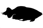 Congo Tetra silhouette, (Phenacogrammus interruptus), Characiformes, [Alestidae], African tetra family, shape, logo, AABD02_061M