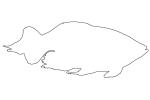 Congo Tetra outline, (Phenacogrammus interruptus), Characiformes, [Alestidae], African tetra family, line drawing, shape, AABD02_061O