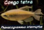 Congo Tetra, (Phenacogrammus interruptus), Characiformes, [Alestiidae], African tetra family