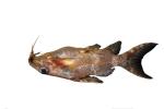 Upside-down Catfish, (Synodontis nigriventris), Siluriformes, Mochokidae, photo-object, object, cut-out, cutout
