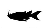 Upside-down Catfish, (Synodontis nigriventris), Siluriformes, Mochokidae, AABD02_067M
