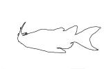 Upside-down Catfish, (Synodontis nigriventris), Siluriformes, Mochokidae, AABD02_067O