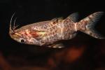 Upside-down Catfish, (Synodontis nigriventris), Siluriformes, Mochokidae, AABD02_068