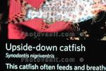 Upside-down Catfish, (Synodontis nigriventris), Siluriformes, Mochokidae, AABD02_070