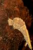 Amazon Leaf Fish, (Monocirrhus polyacanthus), Perciformes, Polycentridae, Biomimicry, AABD02_071