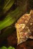 Amazon Leaf Fish, (Monocirrhus polyacanthus), Perciformes, Polycentridae, Biomimicry, AABD02_073