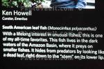Amazon Leaf Fish, (Monocirrhus polyacanthus), Perciformes, Polycentridae, Biomimicry, AABD02_075