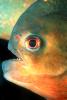 Red Bellied Piranha, (Pygocentrus nattereri), Charican, Characidae, Characin, Characiformes, AABV01P04_17B