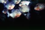 Red Bellied Piranha, (Pygocentrus nattereri), Charican, Characidae, Characin, Characiformes, AABV01P05_01