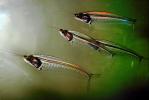 Glass Catfish, (Kryptopterus bicirrhis), Siluriformes, Siluridae, AABV01P05_09.2563