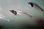 Glass Catfish, (Kryptopterus bicirrhis), Siluriformes, Siluridae, AABV01P05_10