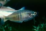 Rainbow Fish [Melanotaeniidae], Rainbow Fish, (Melanotaenia herbertaxelrodi), [Melanotaeniidae], AABV01P05_15