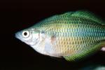 Rainbow Fish [Melanotaeniidae], Rainbow Fish, (Melanotaenia herbertaxelrodi), [Melanotaeniidae], AABV01P05_16