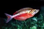 Rainbow Fish [Melanotaeniidae], Rainbow Fish, (Melanotaenia herbertaxelrodi), [Melanotaeniidae], AABV01P05_18