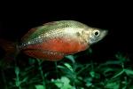 Rainbow Fish [Melanotaeniidae], Rainbow Fish, (Melanotaenia herbertaxelrodi), [Melanotaeniidae], AABV01P05_19
