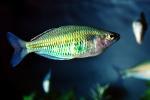 Rainbow Fish [Melanotaeniidae], Rainbow Fish, (Melanotaenia herbertaxelrodi), [Melanotaeniidae], AABV01P06_01