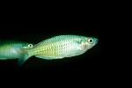 Rainbow Fish [Melanotaeniidae], Rainbow Fish, (Melanotaenia herbertaxelrodi), [Melanotaeniidae], AABV01P06_02