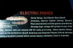 Electric Eel, (Electrophorus electricus), Siluriformes, Gymnotiformes, Gymnotidae, Electophoridae, AABV01P06_12