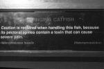 Stinging Catfish (Heteropneustes fossilis) [Heteropneustidae]