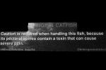 Stinging Catfish, (Heteropneustes fossilis), [Heteropneustidae]