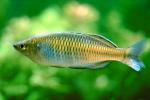 Rainbowfish, Banded Rainbowfish, (Melanotaenia trifasciata), AABV01P07_08.4093