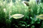 Rainbowfish, Banded Rainbowfish, (Melanotaenia trifasciata), AABV01P07_10