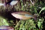 Rainbowfish, Banded Rainbowfish, (Melanotaenia trifasciata), AABV01P07_11