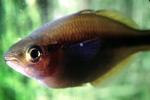 Rainbow Fish, (Melanotaenia herbertaxelrodi), [Melanotaeniidae], AABV01P07_13