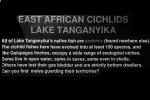 Lake Tanganyika, Cichlid [Cichlidae]